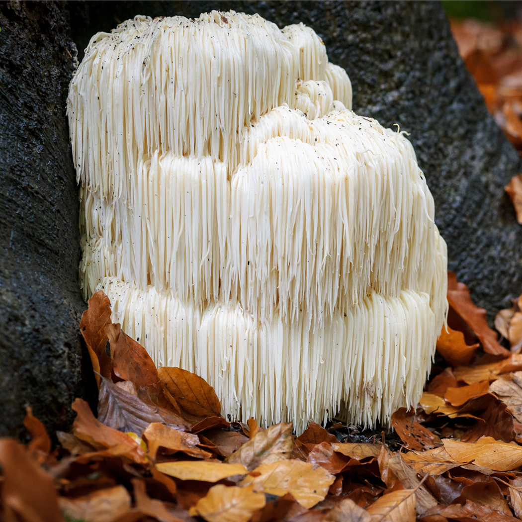 Blueberry Lemon Focus Shot w/ Lion's Mane Mushroom