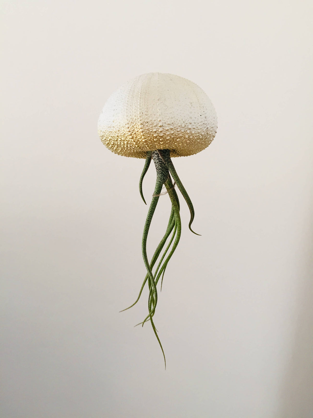 Ombre Jellyfish Air Plant