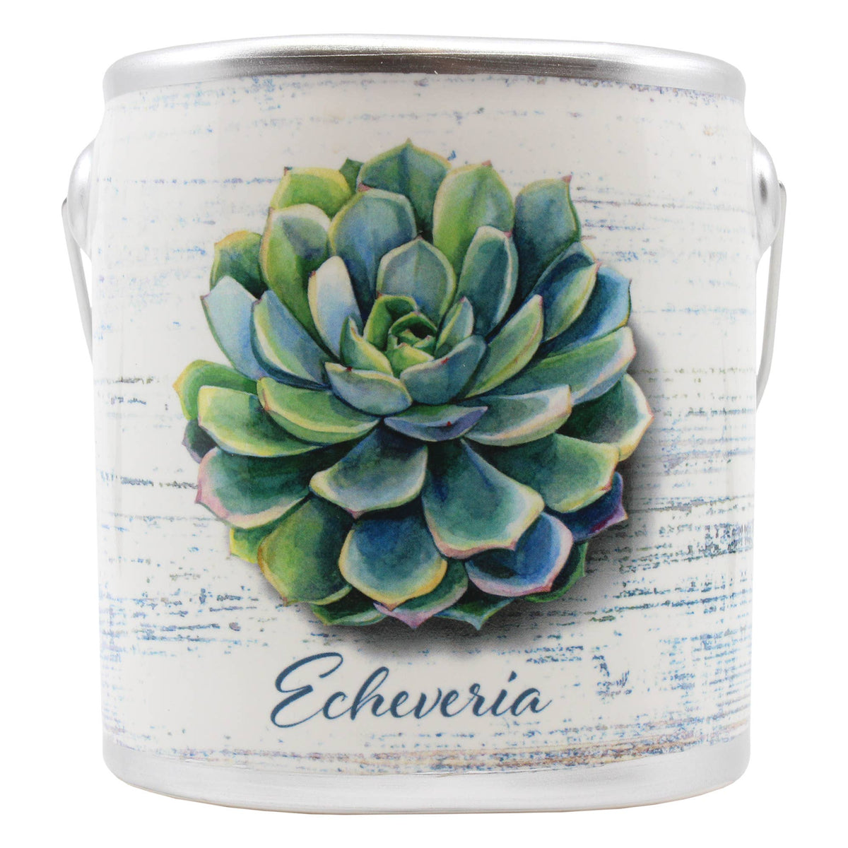 Echeveria Succulents Farm Fresh Candle - Cashmere